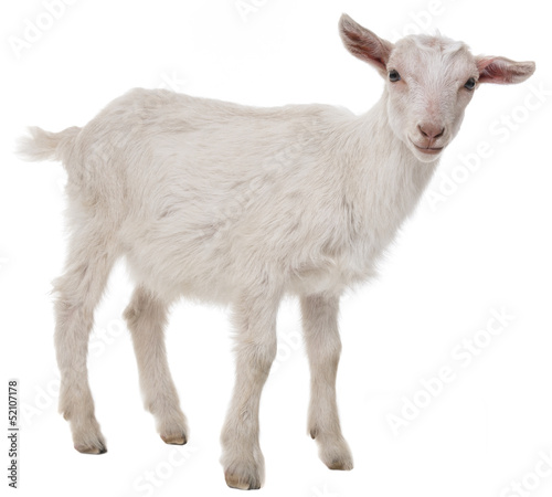a goat isolated on a white background