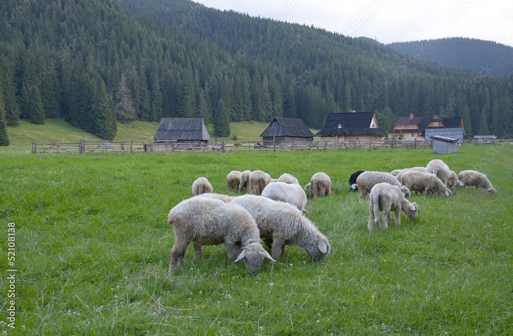Sheep in the meadow - Chochołów, Zakopane
