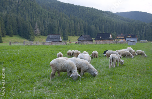 Sheep in the meadow - Chochołów, Zakopane