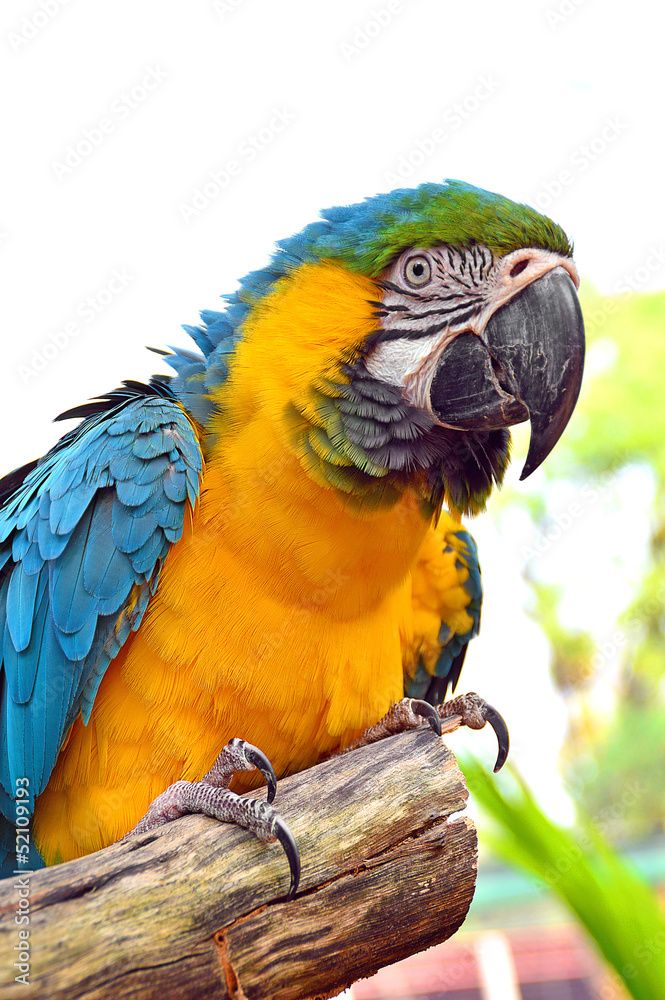 Macaws blue and yellow macaw