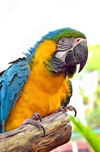 Macaws blue and yellow macaw