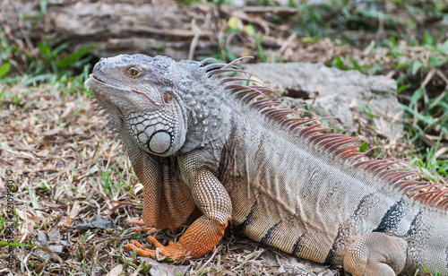 iguana reptile on the ground