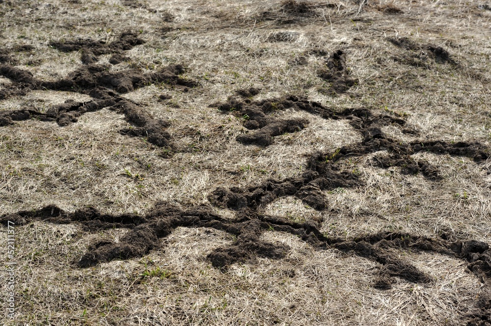 Mole Tunnels on the Ground