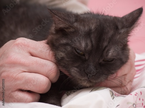 Human hand pets a Scottish-straight gray beautiful cat photo