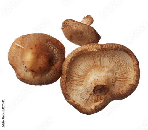 Shitake mushrooms isolated on white background, close up