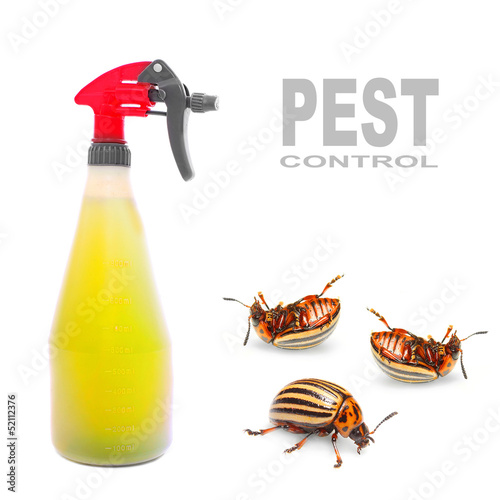 Plastic sprayer with insecticide and The Potato Beetle. photo