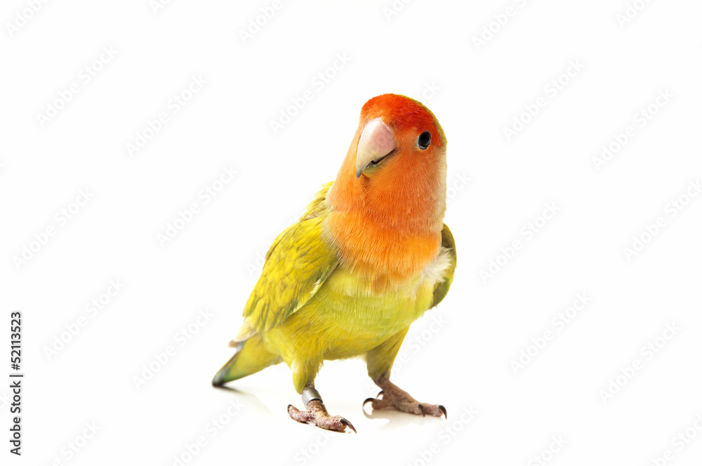 Naklejka premium colored lovebirds