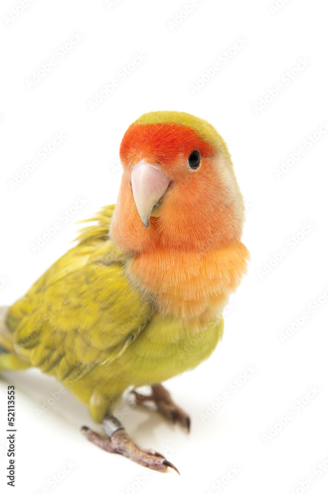 Obraz premium Lovebird colors