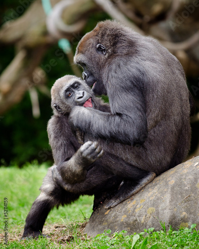 Young gorillas playing