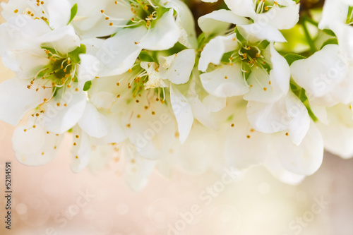 Branch of blossoming plum tree