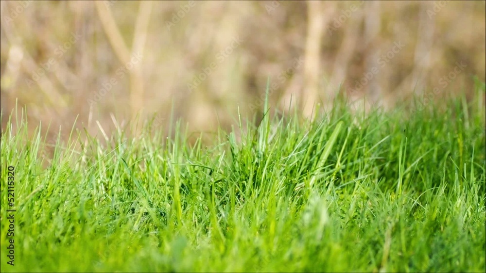 Grass background_Spring or summer.