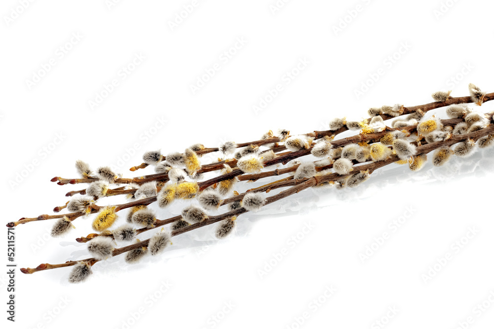 Branches of the pussy willow with flowering bud.Isolated. Branches of the pussy willow with flowering bud.Isolated.