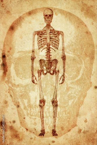 cursory drawing human skeleton on old paper background
