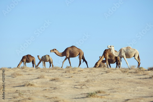 Camel grazing grass