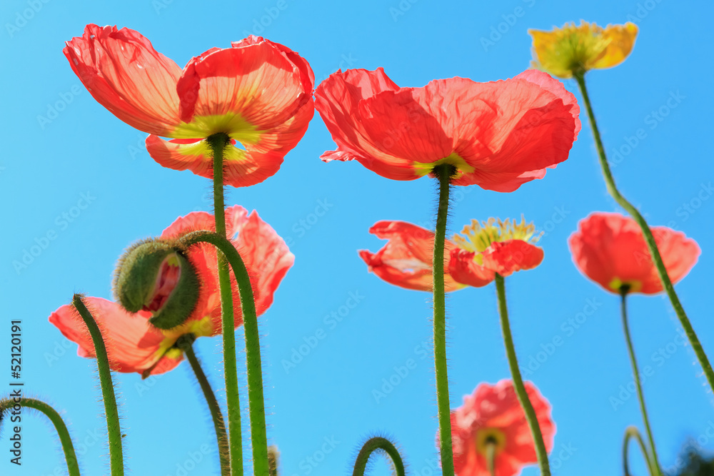 Obraz premium spring flowers