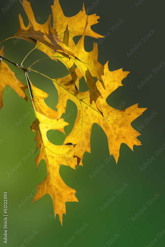 Naklejka premium Yellow leaves background