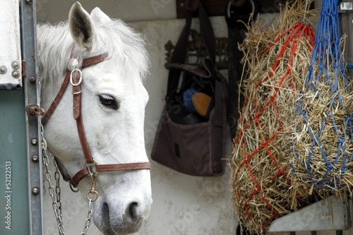 cavallo nel trailer photo