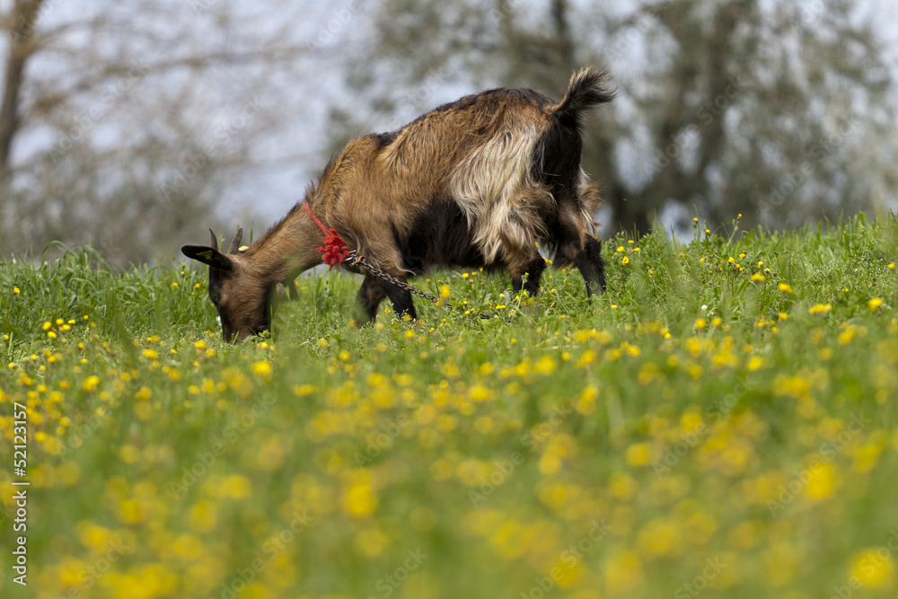 Capretta che bruca foto de Stock | Adobe Stock