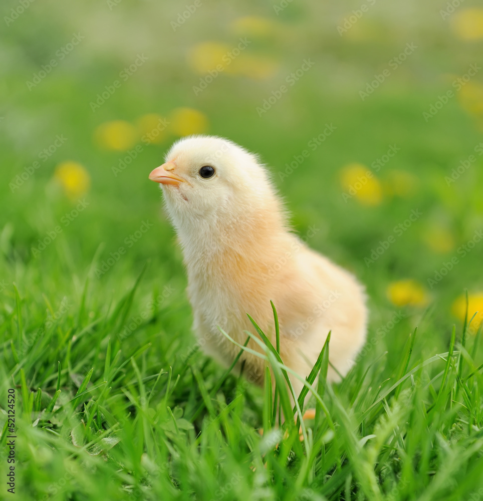 Little chicken Little chicken