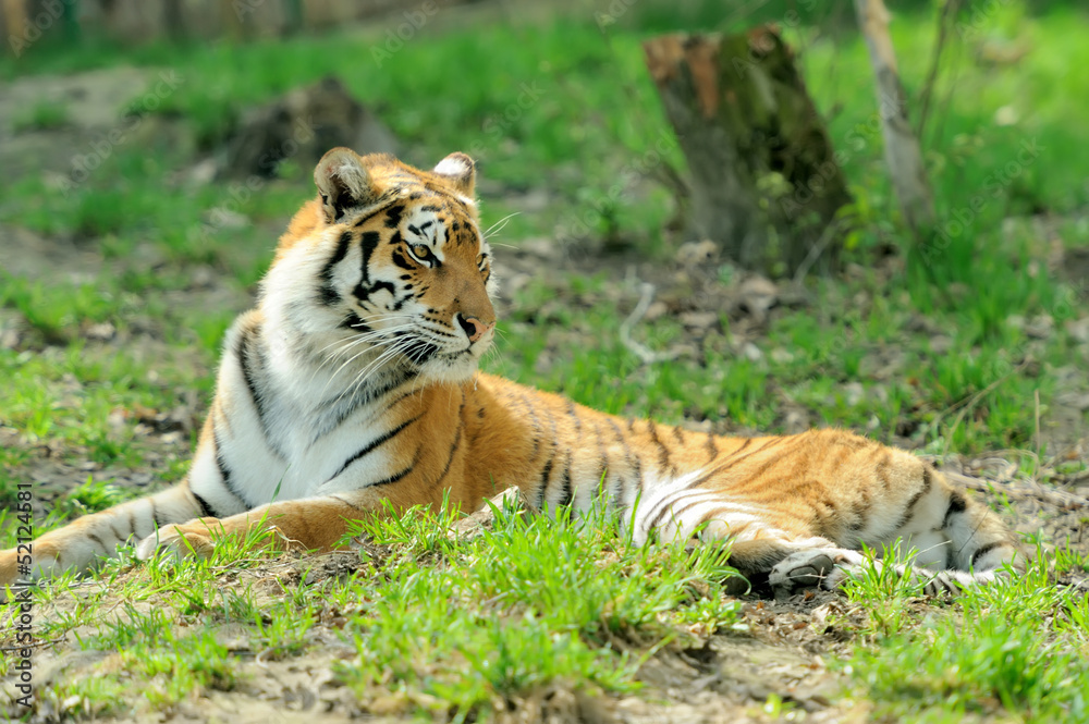Obraz premium Tiger