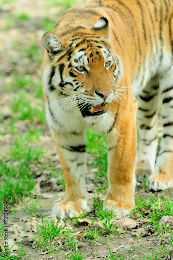 Fototapeta premium Tiger