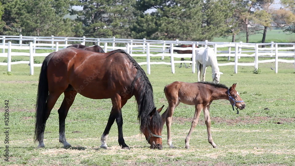 mare and foal grazing ranch scene mare and foal grazing ranch scene