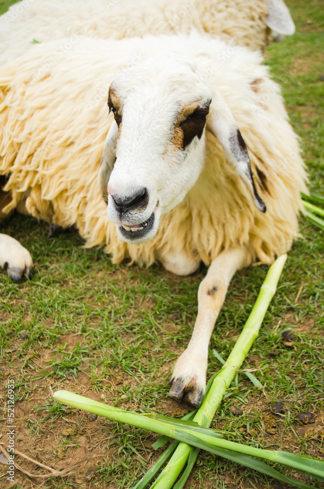 Fototapeta premium sheep