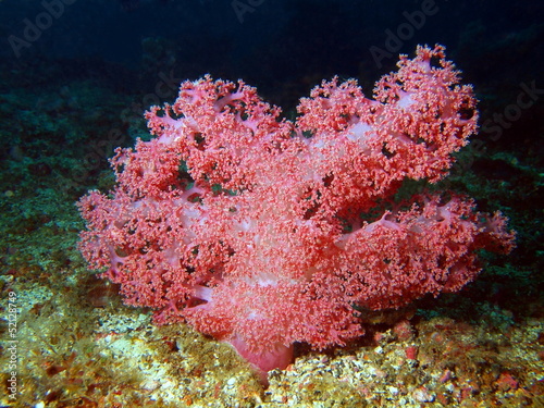 Soft coral, Philippine sea, island Mindoro photo