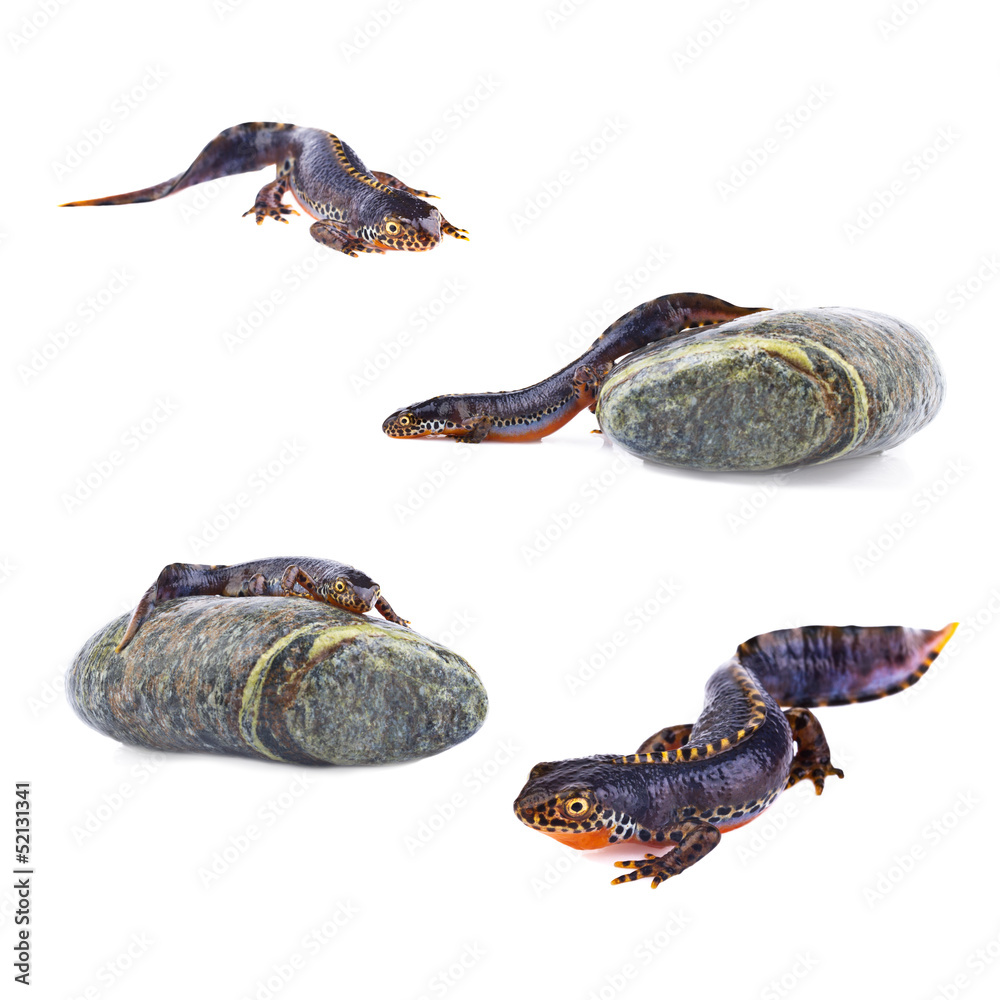 alpine newt (Triturus alpestris) collection alpine newt (Triturus alpestris) collection