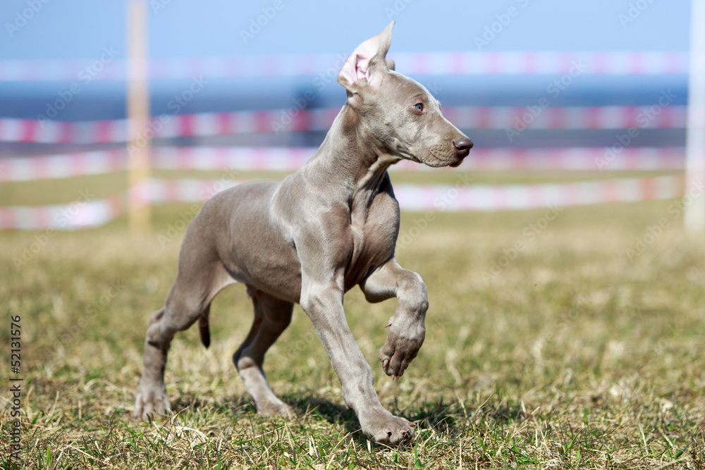 wemaraner puppy run in field