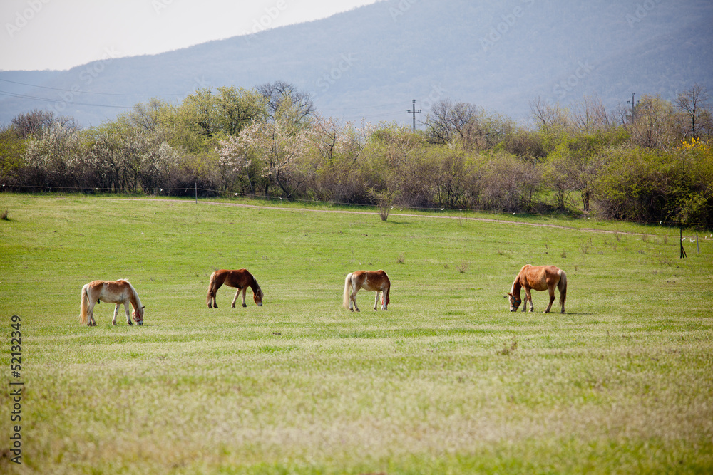 Beautiful horses Beautiful horses