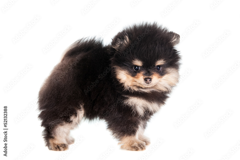 Obraz premium Miniature Spitz puppy standing on a white background