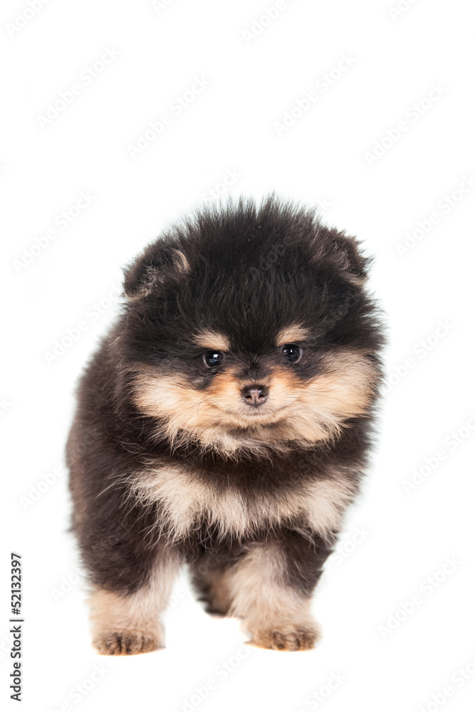 Miniature Spitz puppy standing on a white background Miniature Spitz puppy standing on a white background