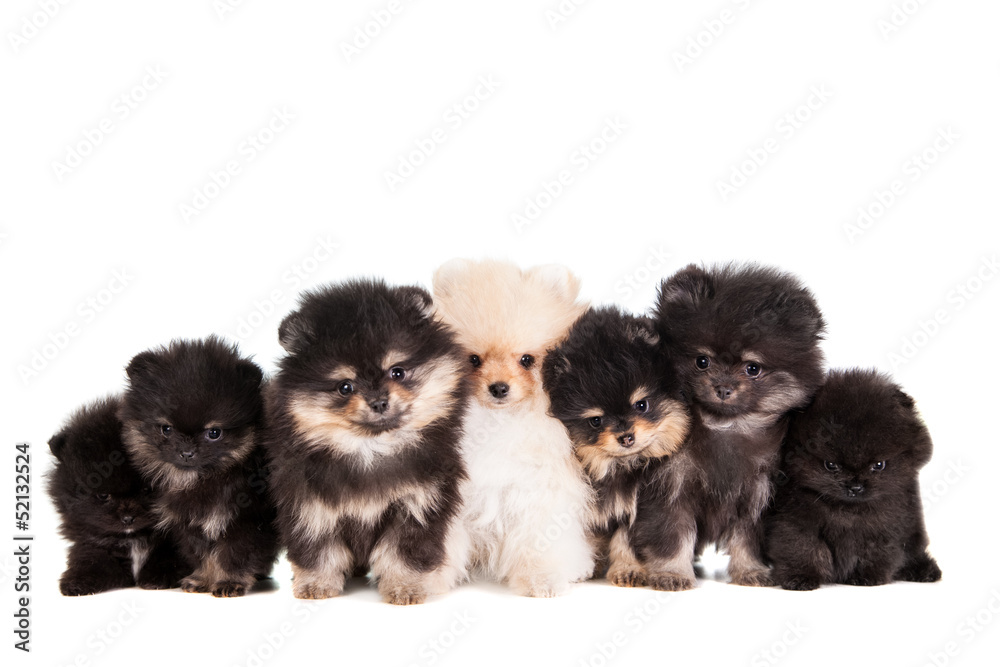 Fototapeta premium Funny Pomeranian Puppies group on a white background