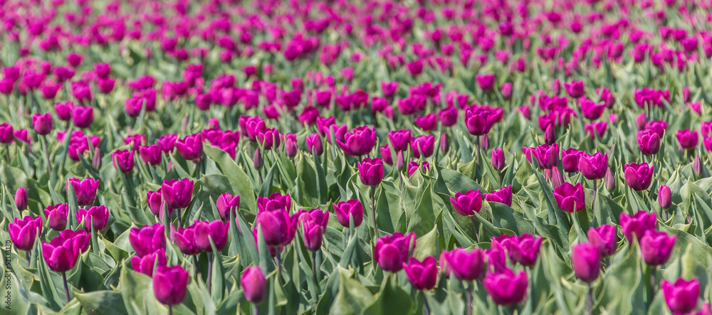 Purple tulips field Purple tulips field