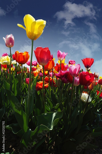 tulips - Tulpia  54 