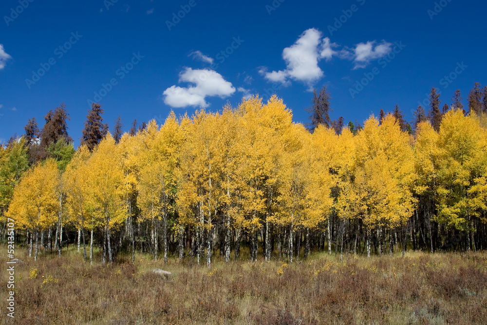 Colorado Aspen Trees in Autumn