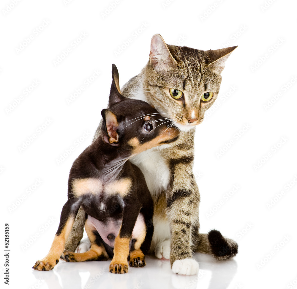 the puppy kisses a cat. isolated on white background the puppy kisses a cat. isolated on white background