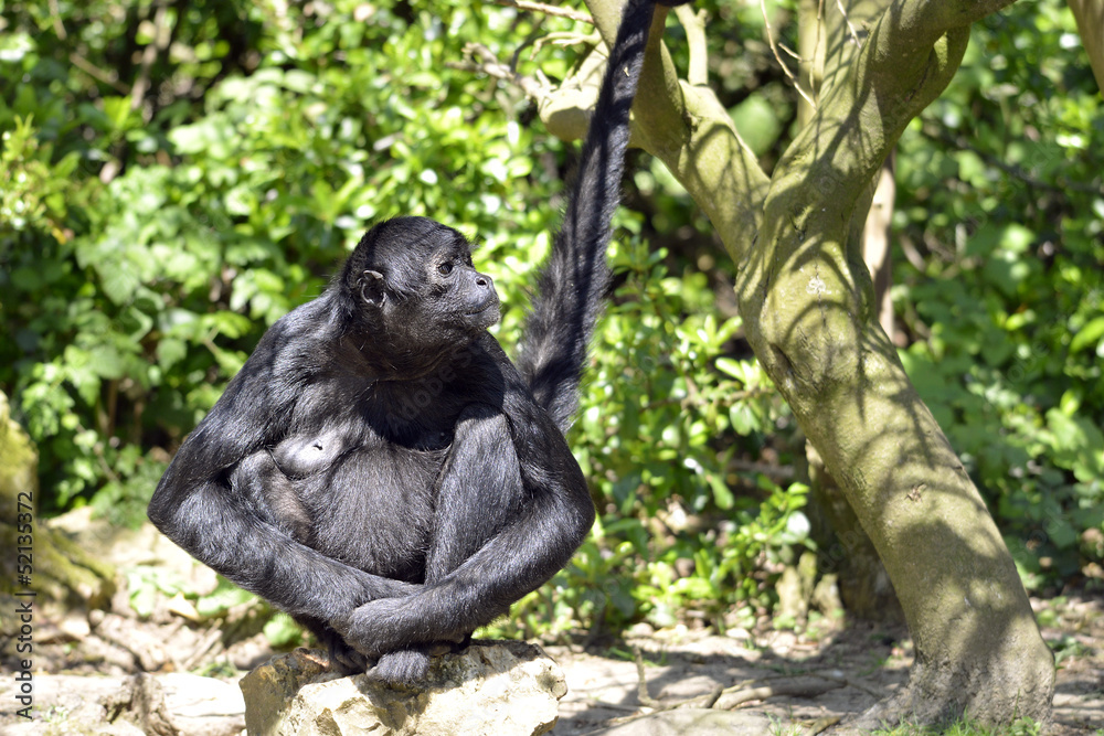 Obraz premium Black-headed spider monkey sitting on ground