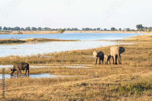 A group of elephants and a buffalo in Botswana photo