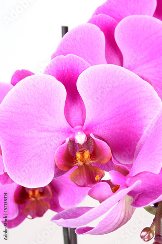 Orchidee