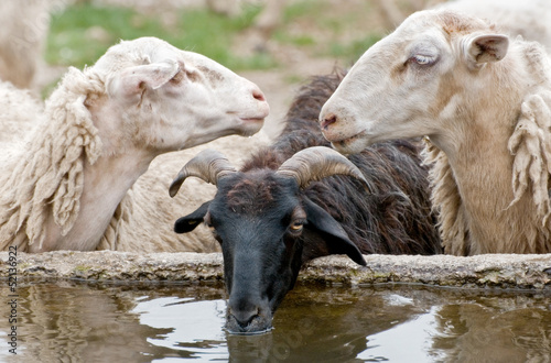 thirsty sheep photo