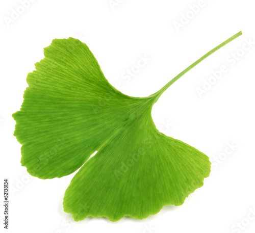 ginkgo biloba