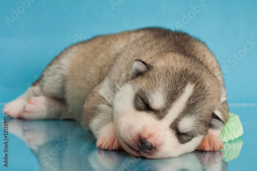 newborn puppy © Saksoni