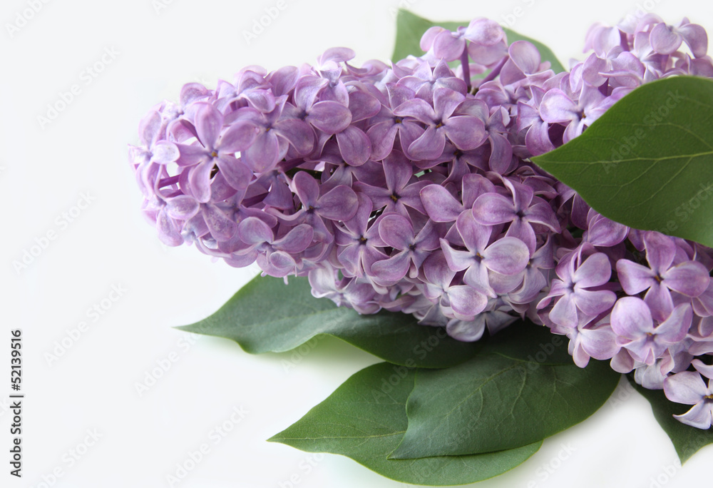 Fototapeta premium Lilac branch on a white background