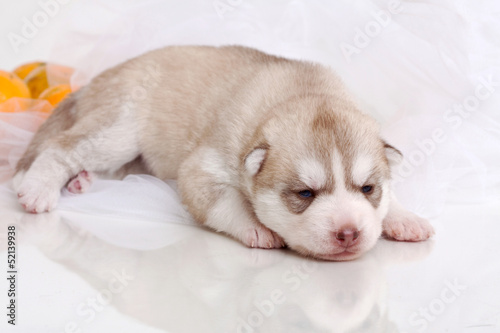 newborn puppy © Saksoni