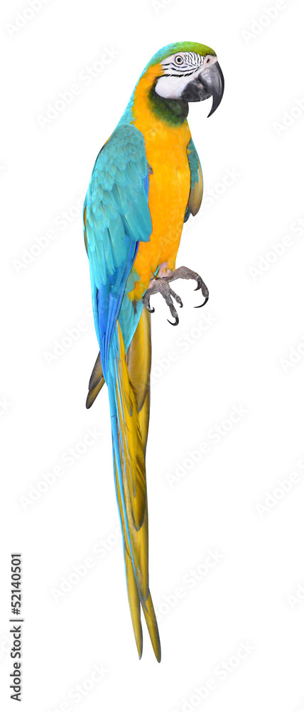 Obraz premium Parrot bird beautiful and bright isolated