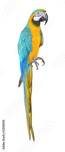 Parrot bird beautiful and bright isolated