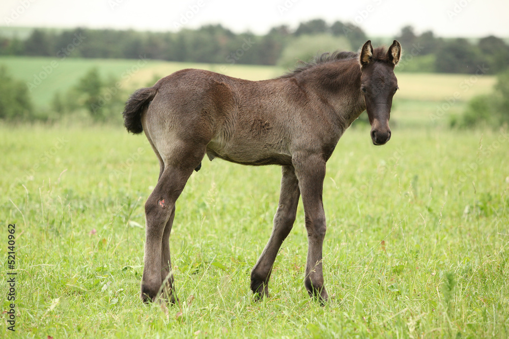 Small friesian foal looking at you Small friesian foal looking at you