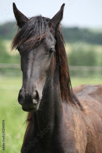 Young brown fell pony mare
